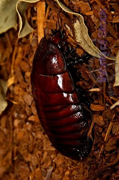 Blattodea