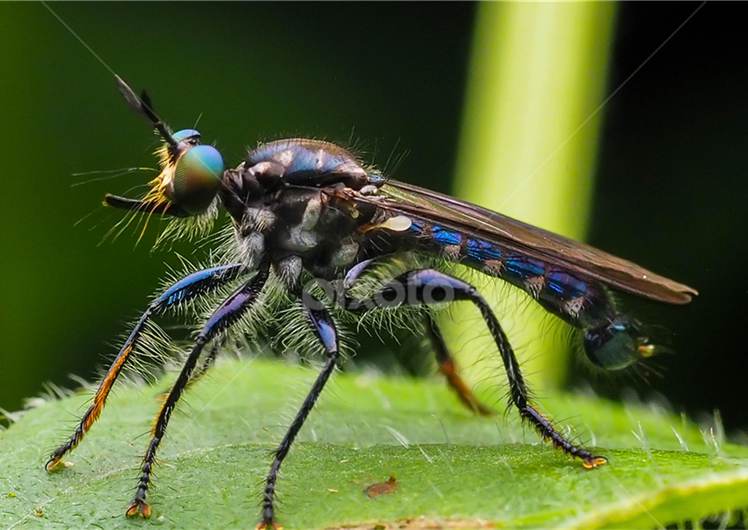 Diptera