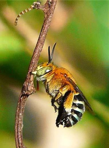Hymenoptera