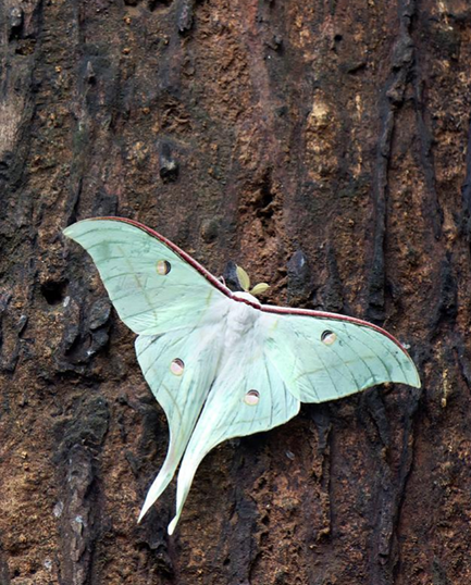 Lepidoptera