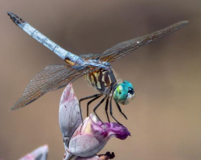 Odonata