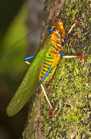 Orthoptera